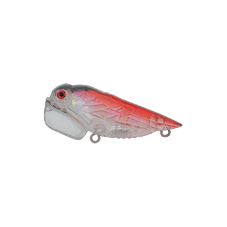Cicada