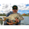 Avid Series Panfish Rods - Image 6