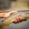 Imperial USA Fly Rods - Image 5